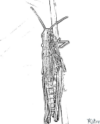 ක්රිකට් මුද්‍රණය කළ හැකි වර්ණ පිටු